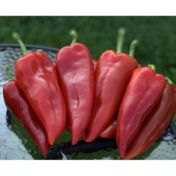 Пипер Мешур 48 F1 /Meshur 48 F1 /