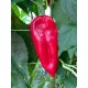 Пипер Мешур 48 F1 /Meshur 48 F1 / Пипер Мешур 48 F1 /Meshur 48 F1 /