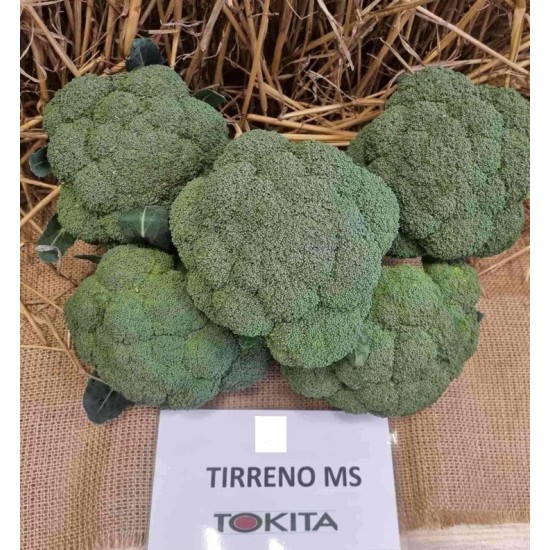 Броколи Тирено МС F1 / Tirreno MS F1 /