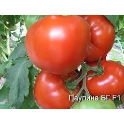 Домати Паулина F1 / Paulina F1