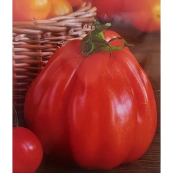 Домати Ред Пеър - Червена круша / Red Pear Домати Ред Пеър - Червена круша / Red Pear