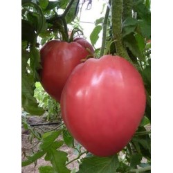 Домати Розово сърце - оригинална опаковка ИЗК Марица