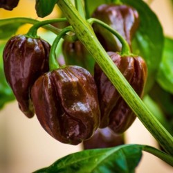 Пипер Хабанеро Шоколад / Habanero Chocolate