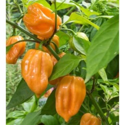 Пипер Хабанеро жълти / Habanero Giallo