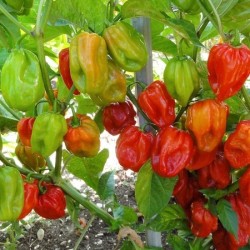 Пипер Хабанеро червени / Habanero Rosso
