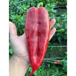 Пипер Царска капия Пипер Царска капия