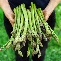 Аспержи / Asparagus officinalis