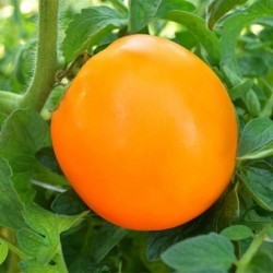 Домати оранжеви Слънце -ИЗК Марица