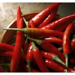 Пипер Чили / Chili Pepper Пипер Чили / Chili Pepper